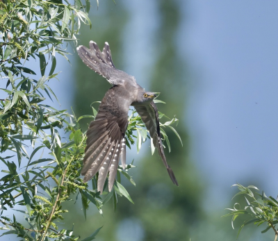 <i class='fa fa-user'></i> fvanderkruk |   Koekoek  <i class='fa fa-eye'> 313</i>  <i class='fa fa-thumbs-up'> 5</i>   <i class='fa fa-comment-o'> 4</i>