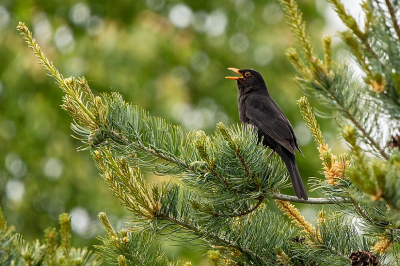 Zangvogels te over, maar door 'liefst zingend' en 'duidelijk in zijn habitat' viel het grootste deel van mijn zangvogelfoto's helaas toch af. Afgelopen weekend hoorde en zag ik vrij hoog in een boom een Merel luid zitten zingen, in vrij goed licht. Zelf stond ik op dat moment op een relatief hoog standpunt, waardoor ik de Merel bijna op ooghoogte kon vastleggen. Het felle oranje van de snavel en het oog lichtte mooi op. De zachte oranje stukjes in de boom trokken (daardoor?) ook mijn aandacht. Toen de Merel daar vlak bij ging zitten, en ook nog eens op een schuin oplopende tak, zag ik ineens een foto voor deze MO voor me. Ik heb er een mooie serie van kunnen maken.
Het is 'maar' een Merel, maar zelf ben ik heel blij met deze foto.