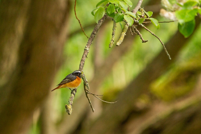 Op de eerste dag dat ik deze maand op stap ging voor foto's van 'zangvogels in hun habitat', kwam ik al heel snel een prachtige Gekraagde Roodstaart tegen. Soms heel dichtbij, op een takje op of een paal. Maar zoals op deze foto is echt stereotiep voor deze soort: onder in een struik, op een laaghangende tak in de schaduw.