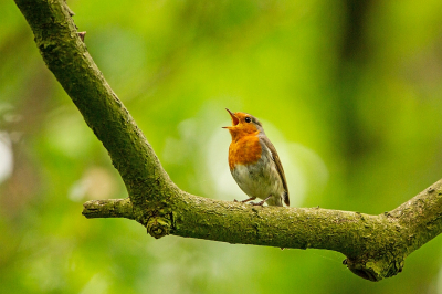 Deze Roodborst zat luid te zingen in een donker stukje bos. Door het lage gebladerte onder de vogel heen lukte het me om hem toch op de foto te krijgen. Het gebladerte boven de Roodborst is mooi zacht en vaag geworden. Het lichte plekje precies achter de Roodborst vind ik de foto extra sfeervol maken.  
(Deze foto was eigenlijk bedoeld voor de MO van deze maand, maar ik twijfel of dit als 'in herkenbaar biotoop' gezien zou worden, of gewoon als 'een vogel op een tak'.)