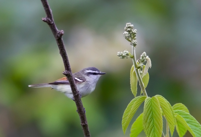 <i class='fa fa-user'></i> charlysax |   Roodvleugeltachuri  <i class='fa fa-eye'> 115</i>  <i class='fa fa-thumbs-up'> 2</i>   <i class='fa fa-comment-o'> 2</i>