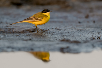 <i class='fa fa-user'></i> Hans Overduin |   Balkankwikstaart  <i class='fa fa-eye'> 368</i>  <i class='fa fa-thumbs-up'> 9</i>   <i class='fa fa-comment-o'> 8</i>