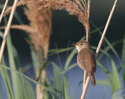 <i class='fa fa-user'></i> loek van de Leur |   Kleine Karekiet  <i class='fa fa-eye'> 217</i>  <i class='fa fa-thumbs-up'> 13</i>   <i class='fa fa-comment-o'> 13</i>