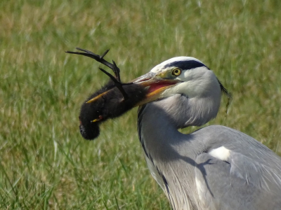ik was zoals gewoonlijk met een camera gewapend aan het vogelen in de weilanden. toen ik deze blauwe reiger zag staan. hij liep voorzichtig naar het water, en ik vroeg me af wat gaat hij doen maar dat werd me al snel duidelijk. een snelle greep met zijn snavel veel gepiep en daar bungelde zoon schattig klein meerkoetje. de moeder die dat niet erg op prijs stelde dat haar jonge kroost gejat werd schoot toe maar het was te laat. de reiger vloog weg, lande een eindje verder en at het op.