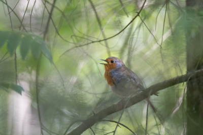 <i class='fa fa-user'></i> Gert-Jan Cromwijk |   Roodborst  <i class='fa fa-eye'> 200</i>  <i class='fa fa-thumbs-up'> 7</i>   <i class='fa fa-comment-o'> 11</i>