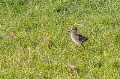 Vanmorgen aangenaam verrast door deze parmantig rondstappende jonge Tureluur in het weiland. Genomen vanuit mijn auto en wat blijft het toch een prachtig gezicht deze jonge maar ook kwetsbare vogeltjes.