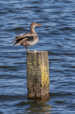 Aan het water zag ik deze Krakeend wat evenwichtsoefeningen doen op een meerpaal. Zoals te verwachten zag het er zeer stabiel uit.