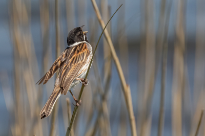 Deze Rietgors kwam plotseling op korte afstand voor mij op een rietstengel zitten en zong de longen uit zijn lijf. Gratis concert in deze prachtige natuur.