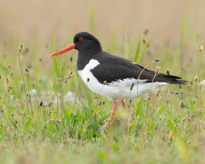 <i class='fa fa-user'></i> Wijnand van Buuren |   Scholekster  <i class='fa fa-eye'> 257</i>  <i class='fa fa-thumbs-up'> 17</i>   <i class='fa fa-comment-o'> 11</i>