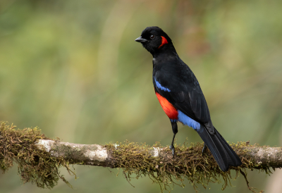 <i class='fa fa-user'></i> charlysax |   Roodoorbergtangare  <i class='fa fa-eye'> 176</i>  <i class='fa fa-thumbs-up'> 19</i>   <i class='fa fa-comment-o'> 7</i>