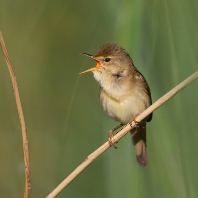 <i class='fa fa-user'></i> Peter Soer |   Bosrietzanger  <i class='fa fa-eye'> 350</i>  <i class='fa fa-thumbs-up'> 17</i>   <i class='fa fa-comment-o'> 11</i>