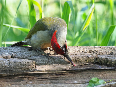 <i class='fa fa-user'></i> corvanspijk |   Groene Specht  <i class='fa fa-eye'> 328</i>  <i class='fa fa-thumbs-up'> 14</i>   <i class='fa fa-comment-o'> 11</i>