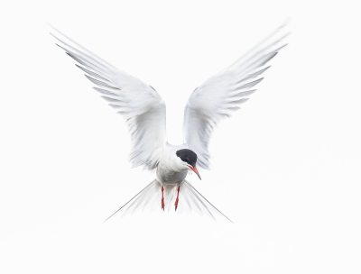 <i class='fa fa-user'></i> Fred |   Visdief  <i class='fa fa-eye'> 324</i>  <i class='fa fa-thumbs-up'> 23</i>   <i class='fa fa-comment-o'> 7</i>