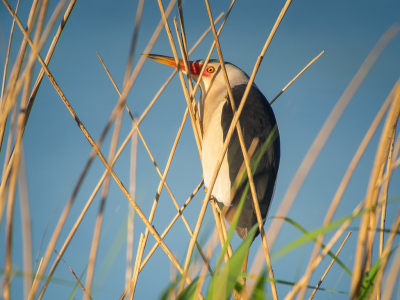 <i class='fa fa-user'></i> Marcel van der Tol |   Woudaap  <i class='fa fa-eye'> 360</i>  <i class='fa fa-thumbs-up'> 8</i>   <i class='fa fa-comment-o'> 8</i>