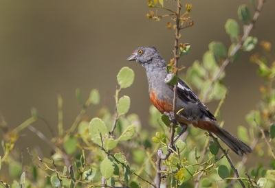 <i class='fa fa-user'></i> charlysax |   Peruaanse Zaagvink  <i class='fa fa-eye'> 38</i>  <i class='fa fa-thumbs-up'> 2</i>   <i class='fa fa-comment-o'> 1</i>