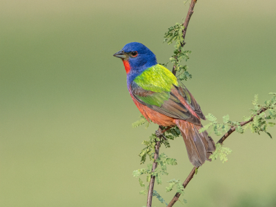 Painted Buntings arriveren in de eerste week van april in Zuid-Texas, voeden hun jongen op en vertrekken eind juni. Ze zijn een van de kleurrijkste vogels van Noord-Amerika.