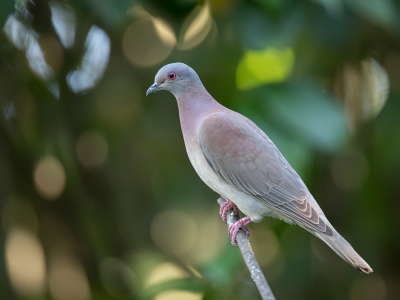 <i class='fa fa-user'></i> Paul van Giersbergen |   Rosse Duif  <i class='fa fa-eye'> 69</i>   <i class='fa fa-comment-o'> 2</i>