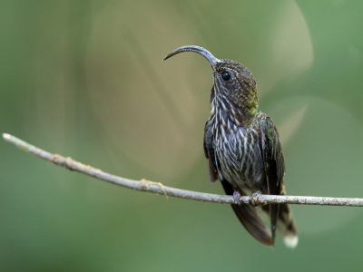 <i class='fa fa-user'></i> Paul van Giersbergen |   Haaksnavelkolibrie  <i class='fa fa-eye'> 70</i>  <i class='fa fa-thumbs-up'> 5</i>   <i class='fa fa-comment-o'> 4</i>
