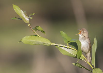 <i class='fa fa-user'></i> Lennart Verheuvel |   Struikrietzanger  <i class='fa fa-eye'> 352</i>  <i class='fa fa-thumbs-up'> 7</i>   <i class='fa fa-comment-o'> 5</i>