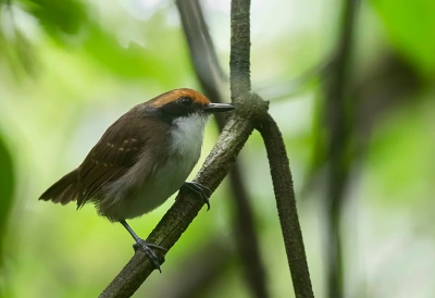 <i class='fa fa-user'></i> charlysax |   Witbrauwmierkruiper  <i class='fa fa-eye'> 116</i>  <i class='fa fa-thumbs-up'> 2</i>   <i class='fa fa-comment-o'> 2</i>