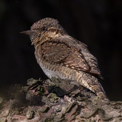 Woensdagavond deze prachtige geheimzinnige gevogel op de gevoelige plaat kunnen zetten.