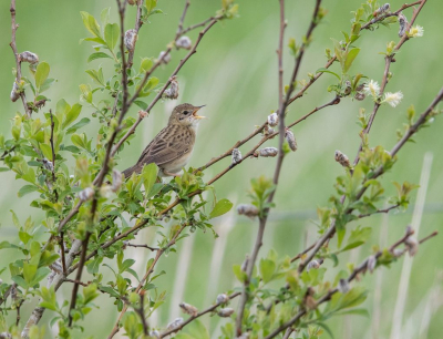 <i class='fa fa-user'></i> Kees Kugel |   Sprinkhaanzanger  <i class='fa fa-eye'> 298</i>  <i class='fa fa-thumbs-up'> 10</i>   <i class='fa fa-comment-o'> 6</i>