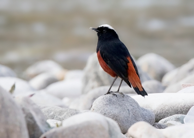 <i class='fa fa-user'></i> Frank van der Wielen |   Rivierroodstaart  <i class='fa fa-eye'> 257</i>  <i class='fa fa-thumbs-up'> 13</i>   <i class='fa fa-comment-o'> 7</i>