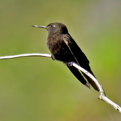 <i class='fa fa-user'></i> charlysax |   Zwarte Glansstaartkolibrie  <i class='fa fa-eye'> 174</i>  <i class='fa fa-thumbs-up'> 4</i>   <i class='fa fa-comment-o'> 4</i>