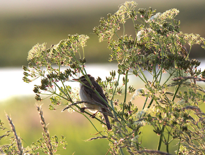 De Rietzanger zat roepend in een struik zoals je een Rietzanger altijd ziet. De foto is in de avond genomen met tegenwicht van de ondergaande zon waardoor de vogel verstopt lijkt te zijn in de struik.