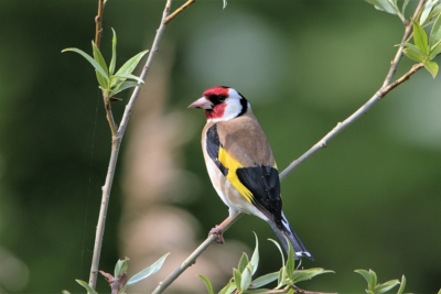 Als beginnend vogelfotograaf hoop ik via opbouwende commentaren op BP, mijn skils wat te verbeteren. Hierbij moet ik wel zeggen dat ik liever in het veld loop dan achter de computer zit.