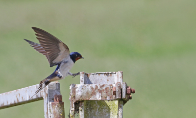 Na het vangen van insecten gaan de boerenzwaluwen meestal steeds op het zelfde paaltje of hek even zitten om uit te rusten. Een uitgelezen kans om dan een landing te kunnen vastleggen.
Deze zwaluw had een roestig ijzeren hek uitgekozen als rustplaats.
Vanuit de auto gefotografeerd vanaf rijstzak, handmatig scherp gesteld op het hek en met gebruik van draadontspanner en continuopname-functie .
Groeten, Rob