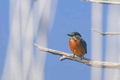 Eerste keer dat ik de ijsvogel kon fotograferen. Ik heb er een aantal gemaakt van dat mannetje, maar vond deze uiteindelijk het mooist.