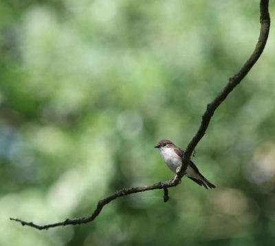 Wel eerder al een bonte vliegenvanger gezien maar niet kunnen fotografen.
Ik ging af op het geluid van de GBS toen deze snelle vogel vlak voor mijn gezicht een vlieg uit de lucht pikte.