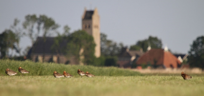 <i class='fa fa-user'></i> Fons Hoiting |   Grutto  <i class='fa fa-eye'> 277</i>  <i class='fa fa-thumbs-up'> 11</i>   <i class='fa fa-comment-o'> 17</i>