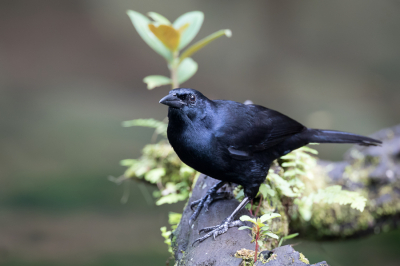 <i class='fa fa-user'></i> Paul van Giersbergen |   Rouwtroepiaal  <i class='fa fa-eye'> 124</i>   <i class='fa fa-comment-o'> 2</i>