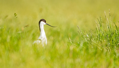 Op een plek in Friesland (waarvan ik de locatie nog niet mag vrijgeven, sorry), kreeg ik de gelegenheid om al vanaf zonsopkomst weidevogels te fotograferen, bij een mooi laag standpunt. Het was vroeg op (04:15 uur de deur uit), maar dat was het me zeker waard. Deze Kluut liep in het hoge gras, en was daardoor slechts af en toe deels zichtbaar. Het resultaat is inderdaad geworden wat ik erbij voor ogen had.