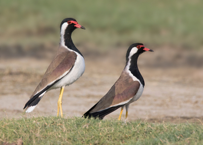 <i class='fa fa-user'></i> Frank van der Wielen |   Indische Kievit  <i class='fa fa-eye'> 205</i>  <i class='fa fa-thumbs-up'> 8</i>   <i class='fa fa-comment-o'> 6</i>