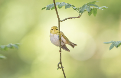 <i class='fa fa-user'></i> Hans Overduin |   Fluiter  <i class='fa fa-eye'> 379</i>  <i class='fa fa-thumbs-up'> 22</i>   <i class='fa fa-comment-o'> 16</i>