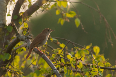 <i class='fa fa-user'></i> Willem Verhagen |   Nachtegaal  <i class='fa fa-eye'> 232</i>  <i class='fa fa-thumbs-up'> 14</i>   <i class='fa fa-comment-o'> 9</i>