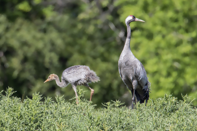 Deze kraanvogels lieten zich mooi zien. Ze zijn echter constant in beweging en het is lastig om ze in een goede pose te fotograferen. Dat is hier goed gelukt vind ik.