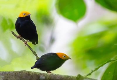 <i class='fa fa-user'></i> charlysax |   Goudkopmanakin  <i class='fa fa-eye'> 166</i>  <i class='fa fa-thumbs-up'> 10</i>   <i class='fa fa-comment-o'> 6</i>