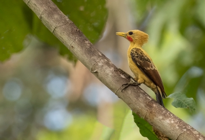 <i class='fa fa-user'></i> charlysax |   Strogele Specht  <i class='fa fa-eye'> 202</i>  <i class='fa fa-thumbs-up'> 16</i>   <i class='fa fa-comment-o'> 6</i>