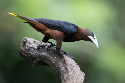 <i class='fa fa-user'></i> Paul van Giersbergen |   Waglers Oropendola  <i class='fa fa-eye'> 164</i>  <i class='fa fa-thumbs-up'> 4</i>   <i class='fa fa-comment-o'> 1</i>