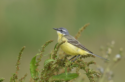 <i class='fa fa-user'></i> Gerard Visser |   Gele Kwikstaart  <i class='fa fa-eye'> 224</i>  <i class='fa fa-thumbs-up'> 16</i>   <i class='fa fa-comment-o'> 15</i>