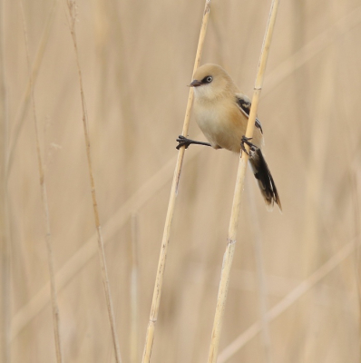 Deze steltloper trof ik aan aan de rand van het riet met twee nestgenoten.
Heerlijk die versgebakken generatie.