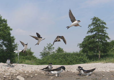 <i class='fa fa-user'></i> Krijn Dijkema |   Huiszwaluw  <i class='fa fa-eye'> 340</i>  <i class='fa fa-thumbs-up'> 22</i>   <i class='fa fa-comment-o'> 14</i>