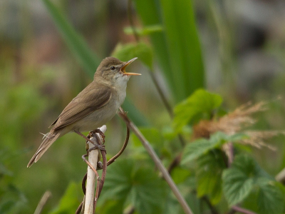 <i class='fa fa-user'></i> Marco Simonis |   Struikrietzanger  <i class='fa fa-eye'> 345</i>  <i class='fa fa-thumbs-up'> 4</i>   <i class='fa fa-comment-o'> 9</i>