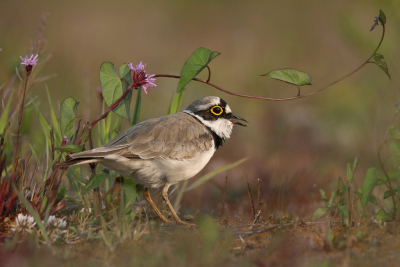 <i class='fa fa-user'></i> Gejo Wassink |   Kleine Plevier  <i class='fa fa-eye'> 303</i>  <i class='fa fa-thumbs-up'> 19</i>   <i class='fa fa-comment-o'> 20</i>