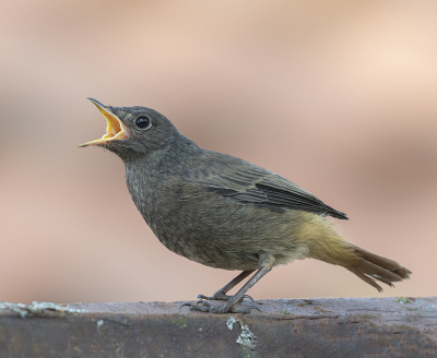 <i class='fa fa-user'></i> Fred |   Zwarte Roodstaart  <i class='fa fa-eye'> 191</i>  <i class='fa fa-thumbs-up'> 4</i>   <i class='fa fa-comment-o'> 4</i>