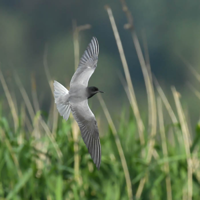 <i class='fa fa-user'></i> Harry Jamont |   Zwarte Stern  <i class='fa fa-eye'> 252</i>  <i class='fa fa-thumbs-up'> 5</i>   <i class='fa fa-comment-o'> 4</i>